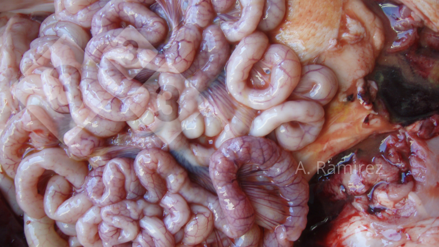 <p>Imagen&nbsp;2. Intestino&nbsp;delgado&nbsp;ligeramente ondulado&nbsp;(debido al engrosamiento de la pared intestinal) que sugiere una ileitis leve a moderadamente cr&oacute;nica y sin complicaciones. Si abri&eacute;ramos los intestinos, el engrosamiento y la ondulaci&oacute;n se volver&iacute;an m&aacute;s evidentes.</p>
